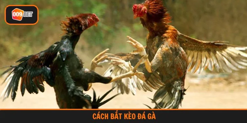 cách bắt kèo đá gà