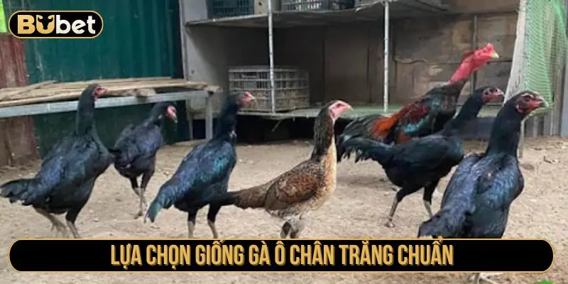 Lựa chọn giống gà ô chân trắng chuẩn