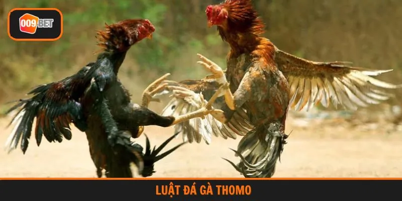 luật đá gà Thomo