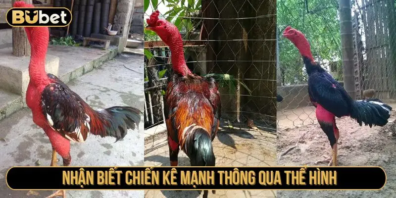 Nhận biết chiến kê mạnh thông qua thể hình
