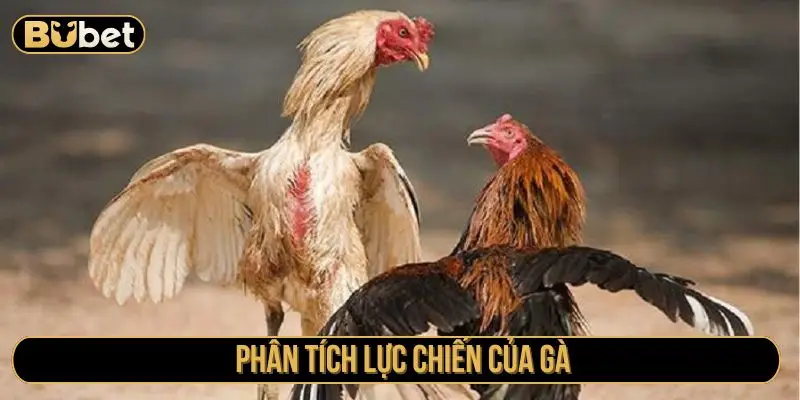 Phân tích lực chiến của gà